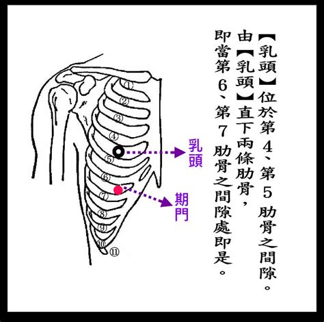 奇門穴位置|期門穴 